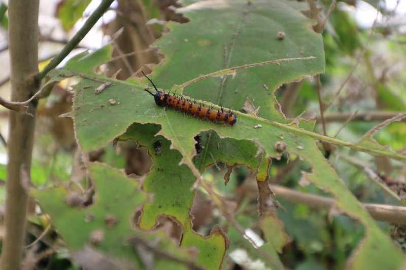 Raupe auf zerfressenem Blatt