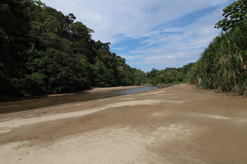 Fluss im Regenwald mit Sandbank und Schilffeld