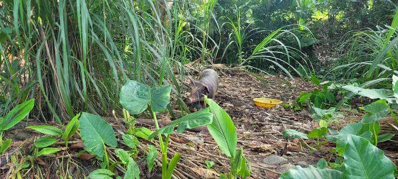 Schwein im Garten