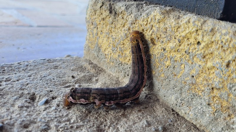 große Raupe