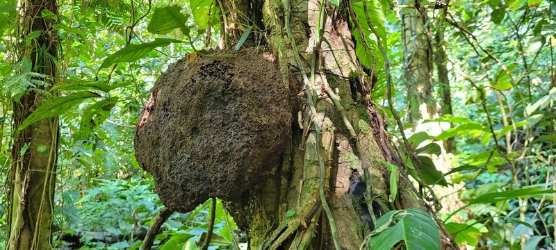 Termietennest Hängt am Baum