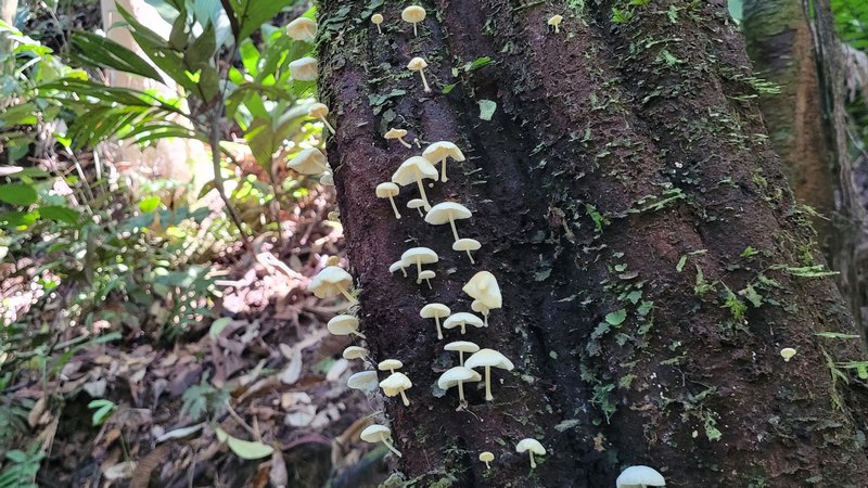 kleine, weisse Pilze hängen am Baumstamm