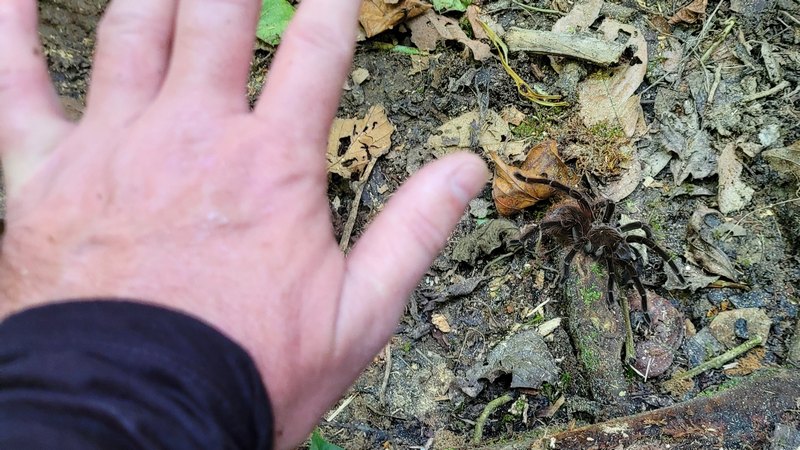 Hand die Über einer Tarantel steht soll zeigen das die Tarantel Handgroß ist
