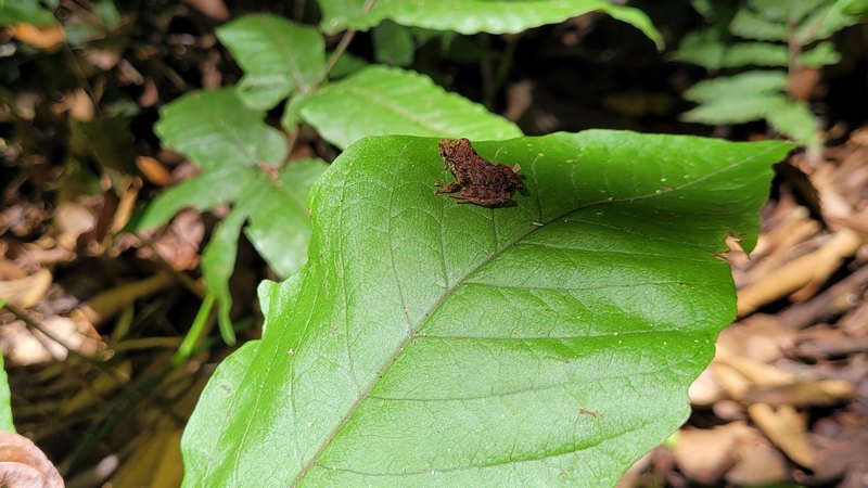 kleiner Frosch auf einem Blatt