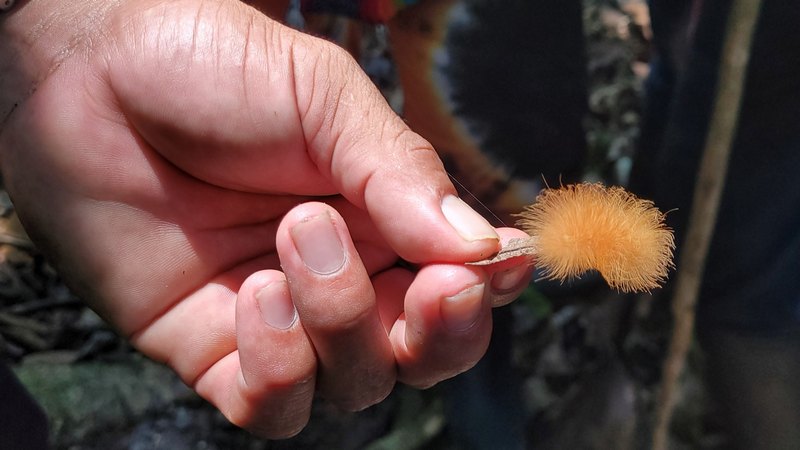 Hand hält Haariges Tier man sieht nur rote Haare sieht nicht aus wie ein Lebewesen