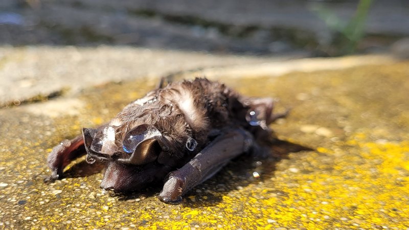 Tote Fledermaus