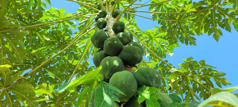 Papaya Frucht hängt am Baum