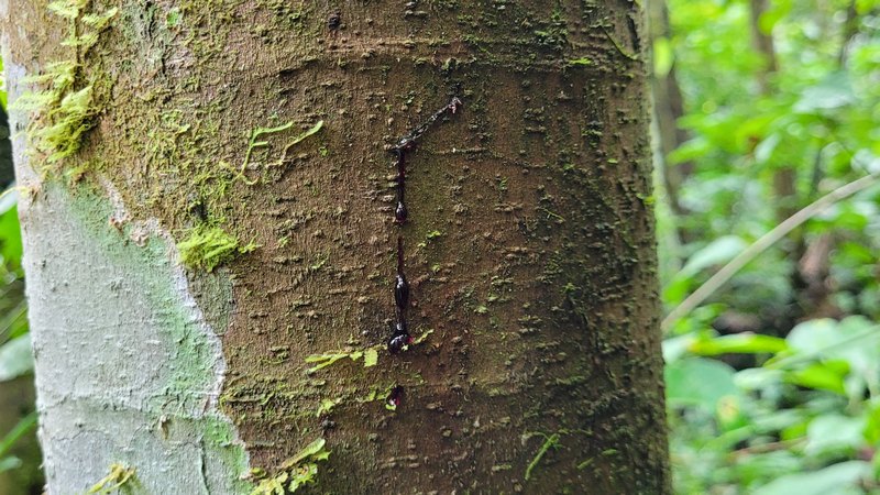 Sangre del Drago Baum blutet