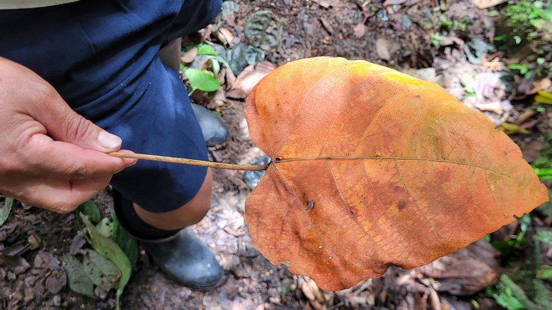 braunes herzförmiges großes Blatt
