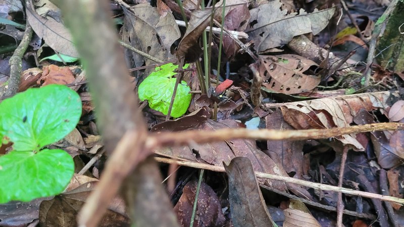 kleiner rot- schwarzer Frosch