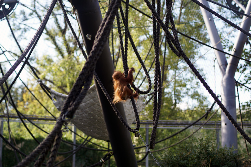 Hellabrunn Tierpark Orang Utan