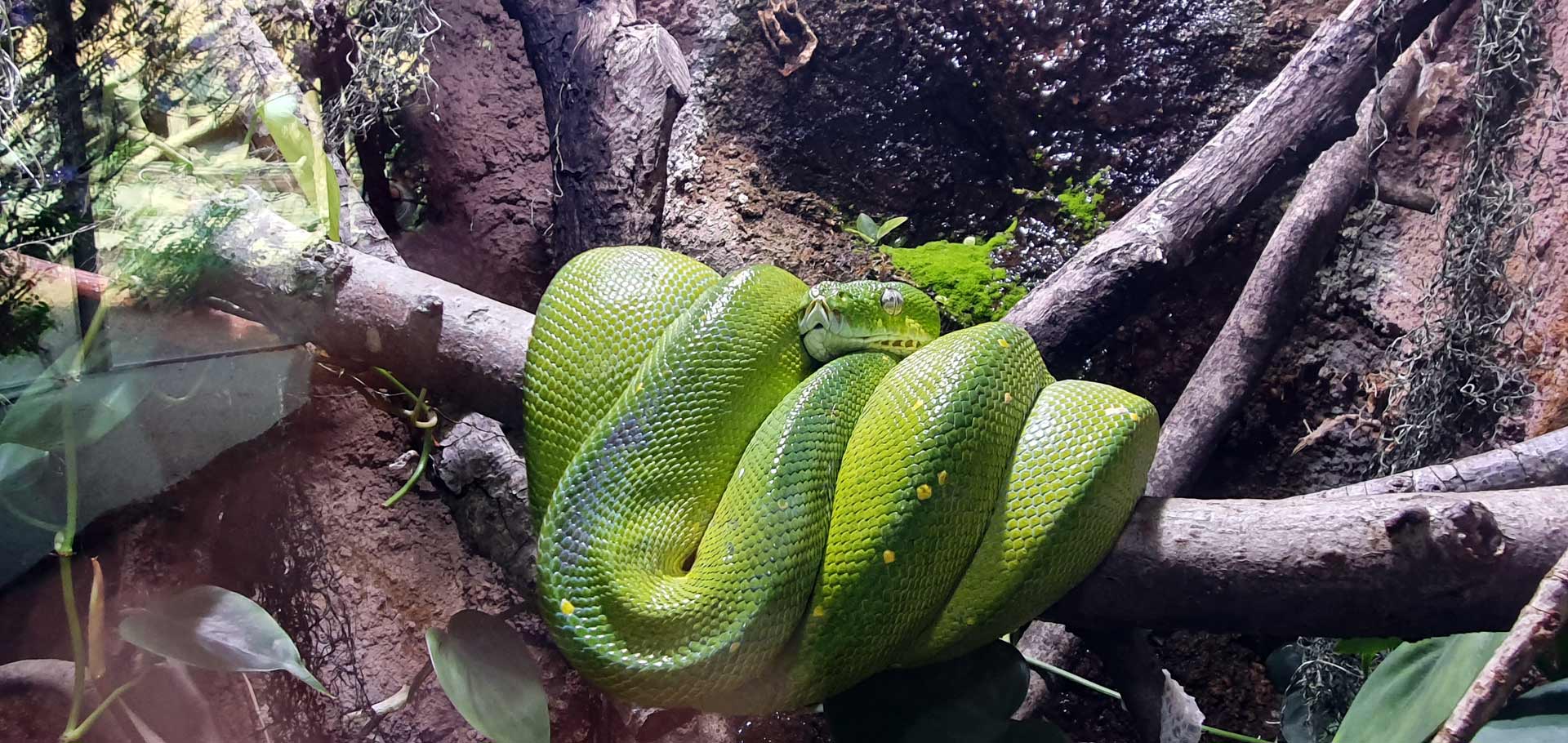 Tierpark Hellabrunn Schlange