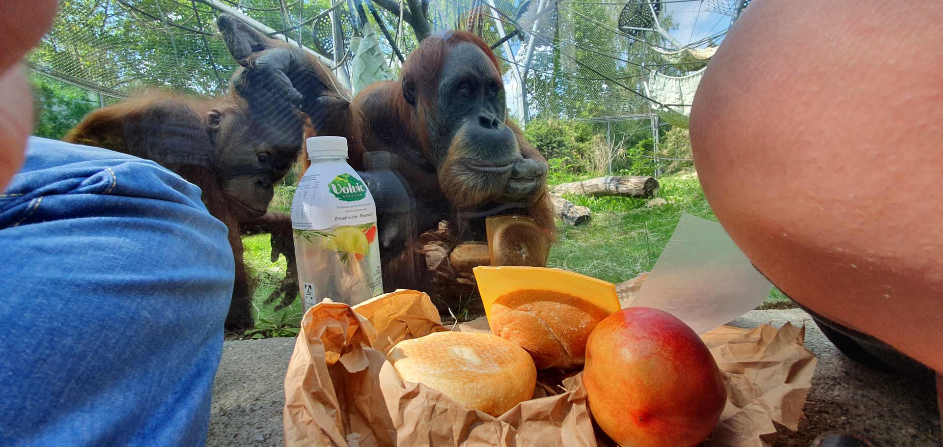 Hellabrunn Tierpark Orang Utan