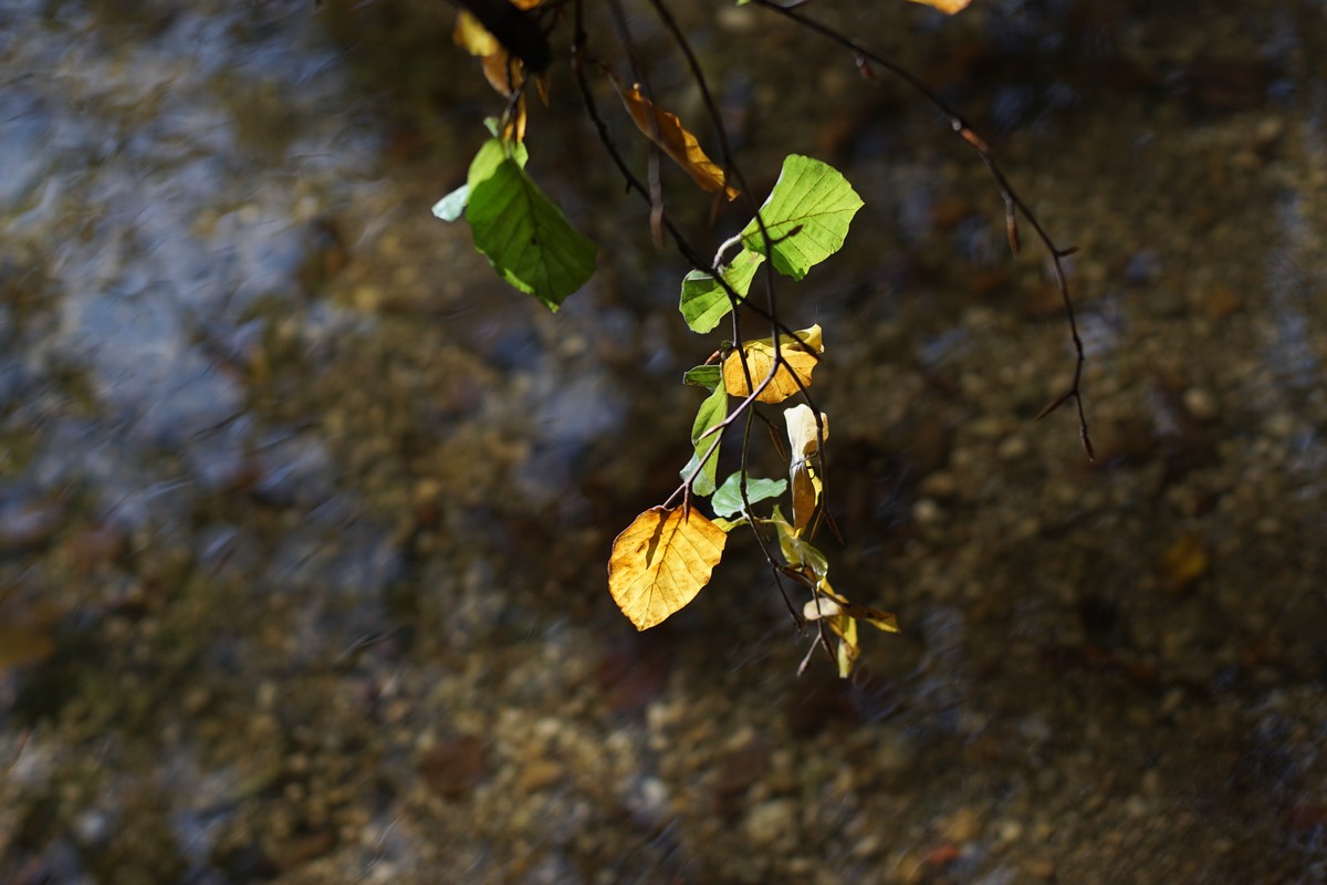 Blatt im Herbst