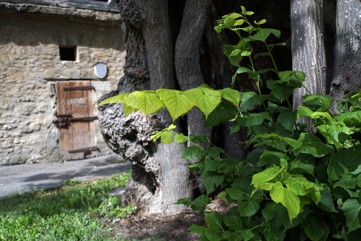 Rothenburg Ob Der Tauber