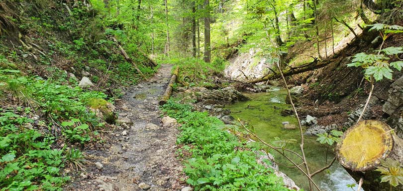 Tutzinger Hütte abfahrt MTB