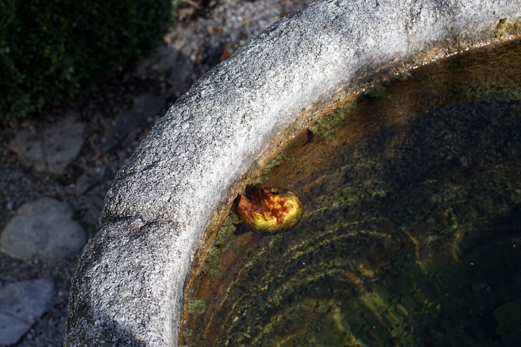 Apfel im Brunnen