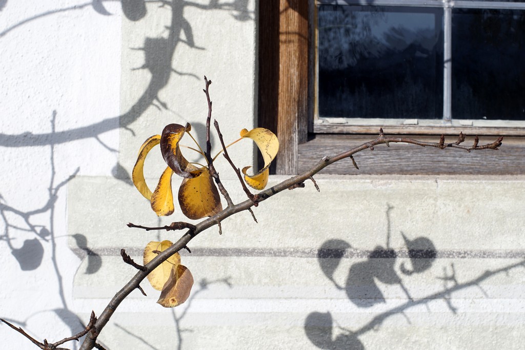 Herbstblätter und Fenster