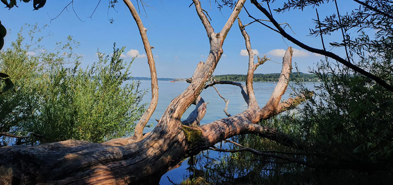 Baumstamm am See