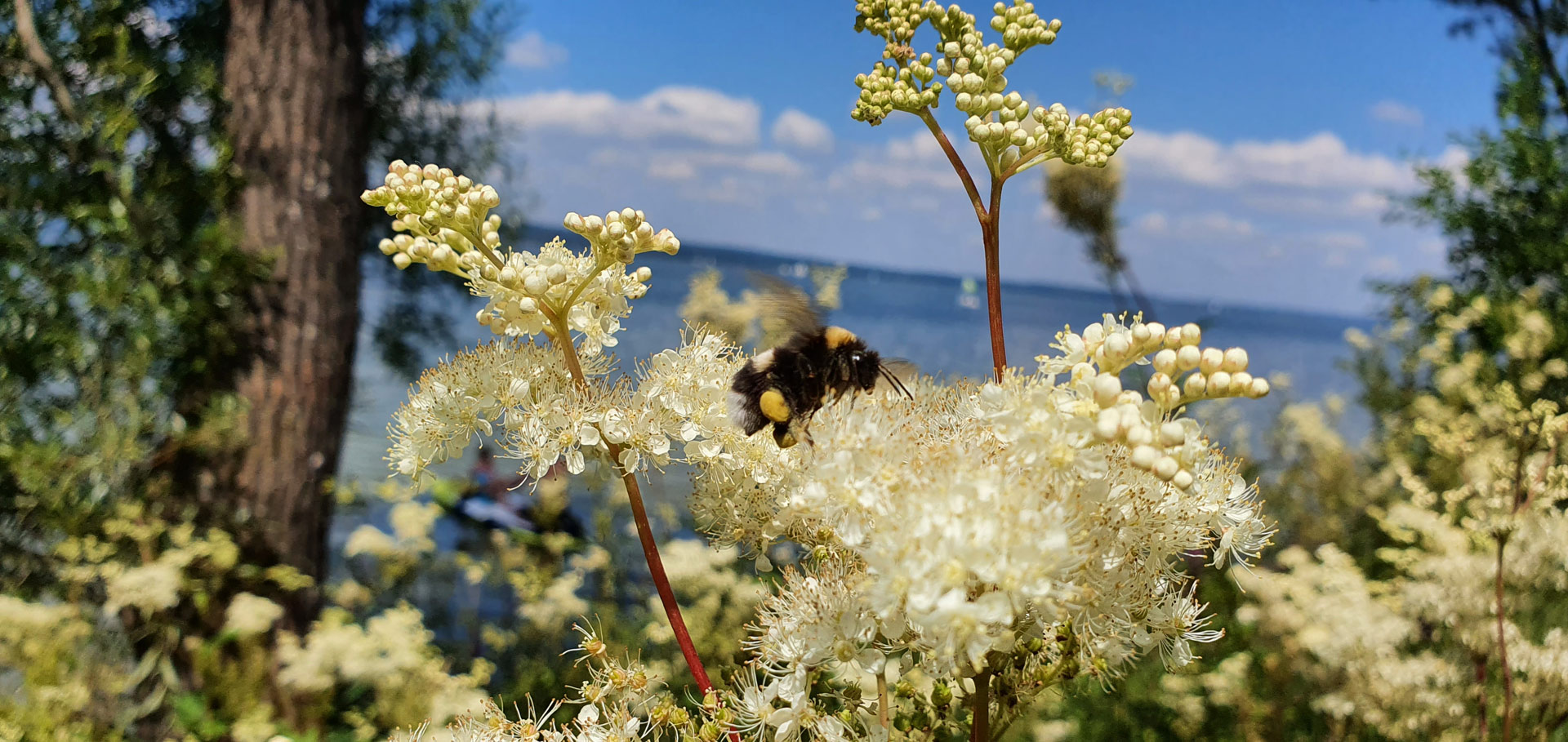 Biene Blau Weiss