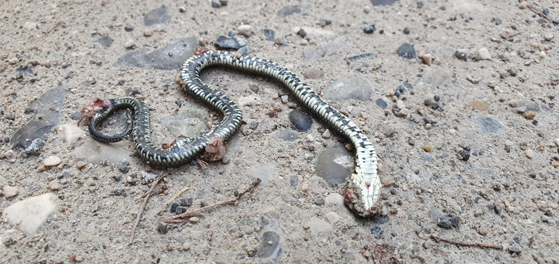 Blindschleiche