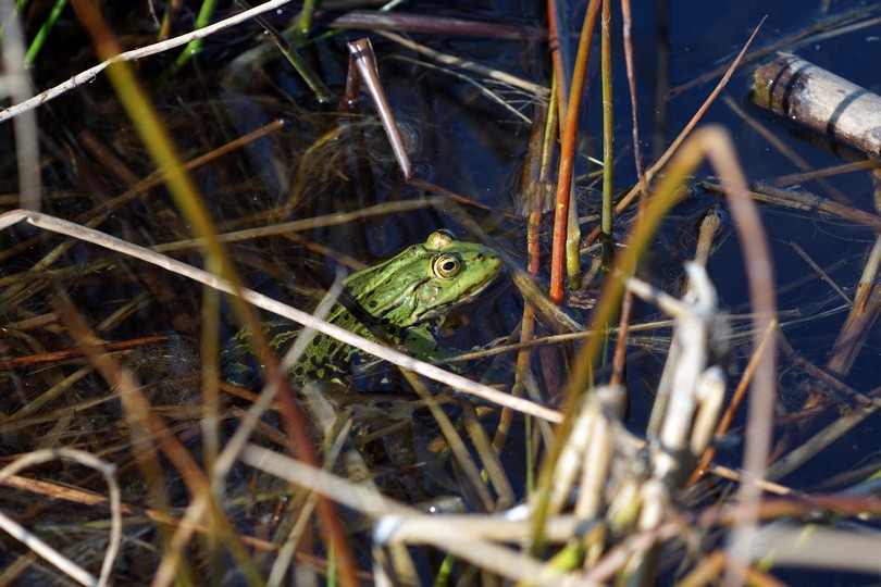 Frosch