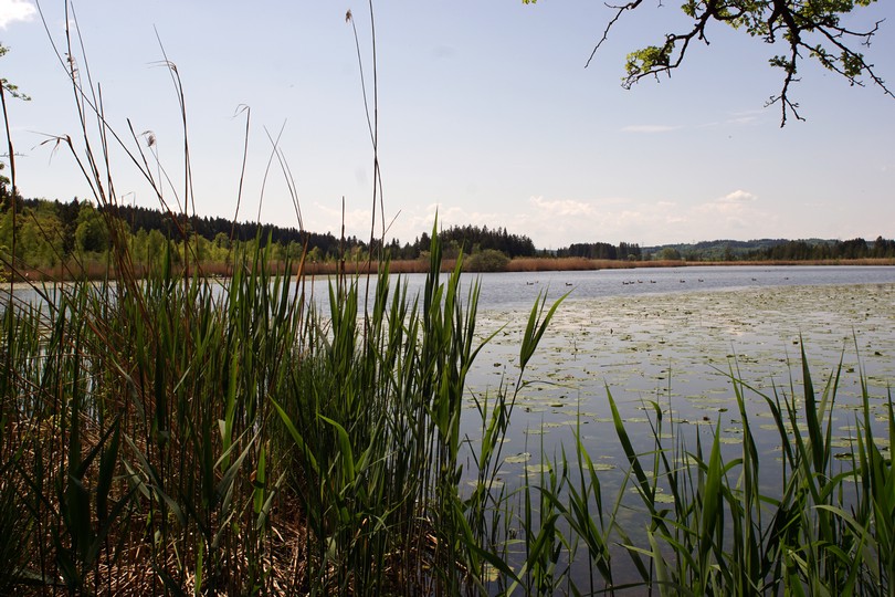 Maisinger See