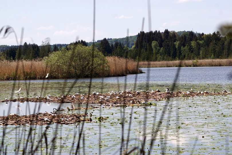 Im Frühling brüten hier einige Vögel