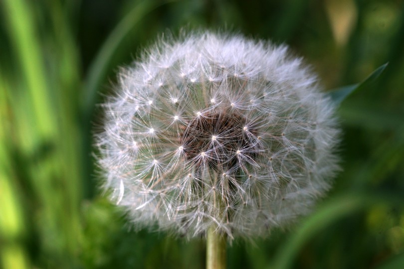 Pusteblume